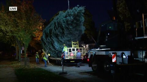 Watch Milwaukee's Christmas tree being chopped down