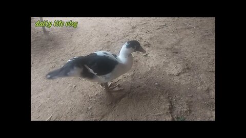The duck is preying on it to eat | daily life vlog