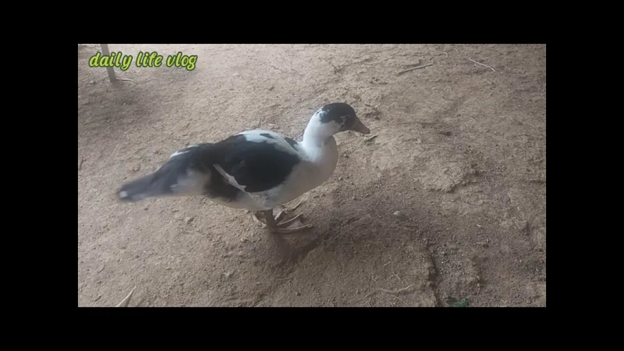 The duck is preying on it to eat | daily life vlog