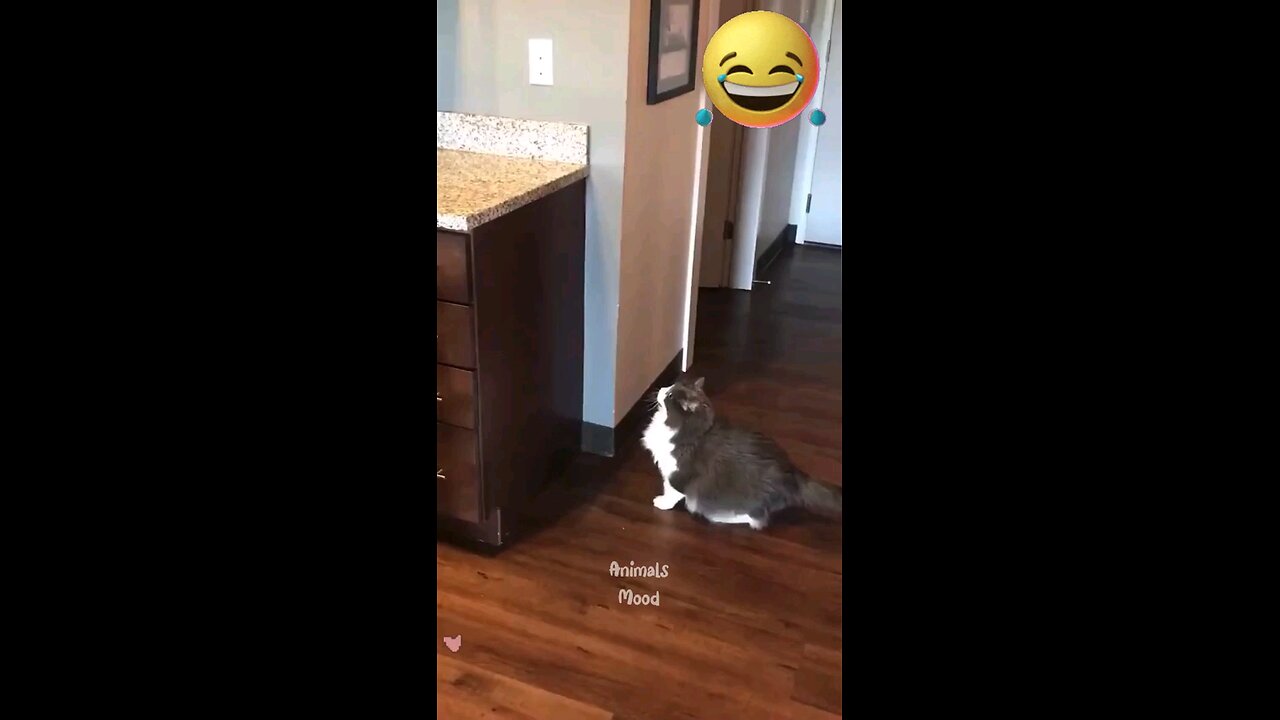 dogs funny video