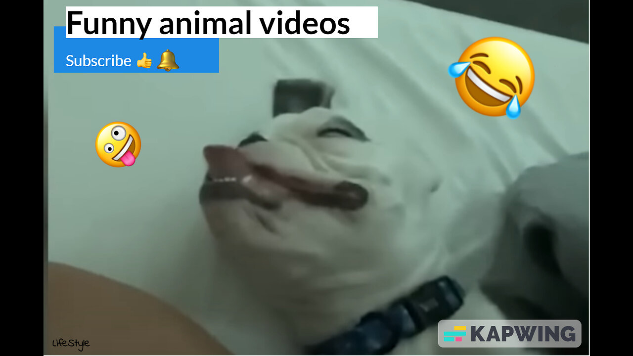 Funniest Animal Videos😂 - Funny Cats😹 and Crazy Dogs🐶 Videos 2023 tiktok