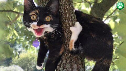 BEST of FUNNY ANIMAL VIDEOS compilation of July 2022 part 2 (funny cats, dogs, & others animals) 😍