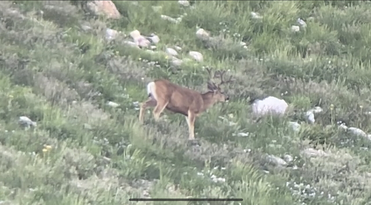 July 2nd antler growth. Buck #1.