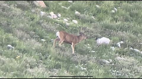 July 2nd antler growth. Buck #1.