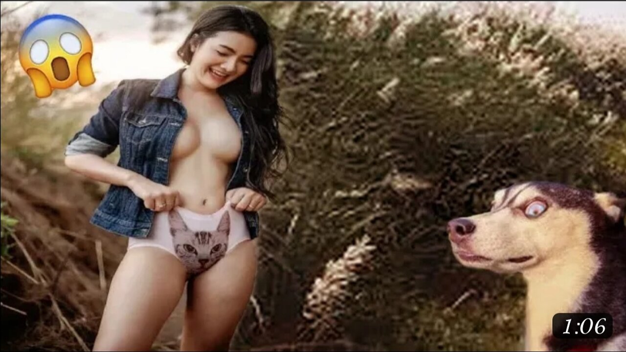 Funny animal video