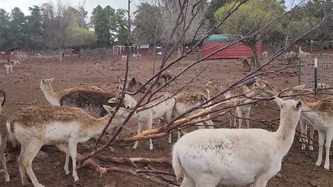 Deer at the Grand Canyon Deer Farm