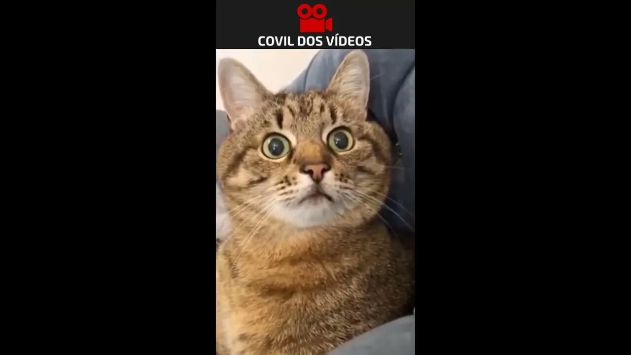 paixão felina