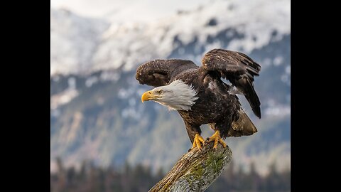 Bald Eagle Carian Race / Archon Materialistic Realms Lower Chakras