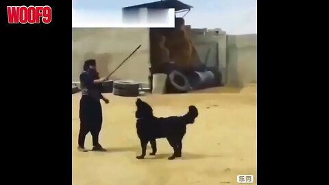 Hem kurtları hem de insanları öldüren İran köpeği