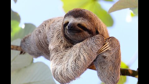 "Why Do Sloths Move So Slowly Anyway ?"