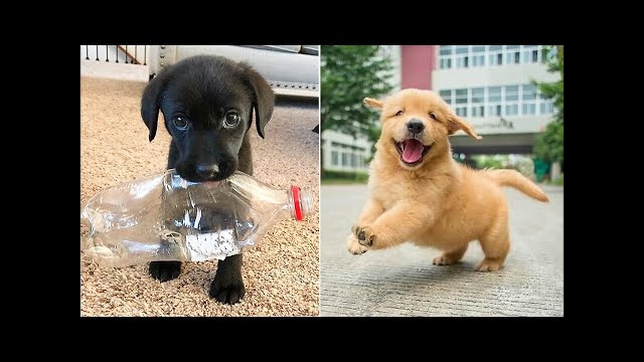 cute dogs compilation tiktok