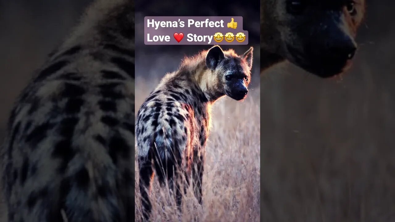 Hyena’s Perfect Love Story❤️❤️❤️🤩🤩🤩