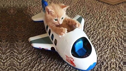 Funniest Animals 2023 😂 Funny videos about cats and dogs 😺🐶 Part 17