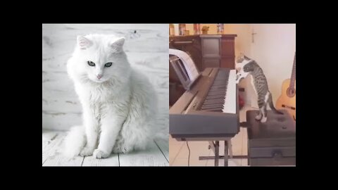 Funny cat is playing piano and other talented things