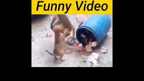 Funny animals video #animals