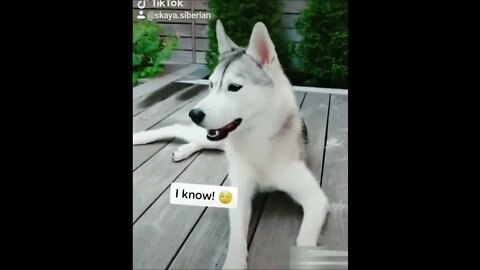 Cute and beautiful husky Funny dog video #43