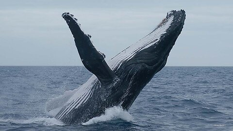 Whales Breeching