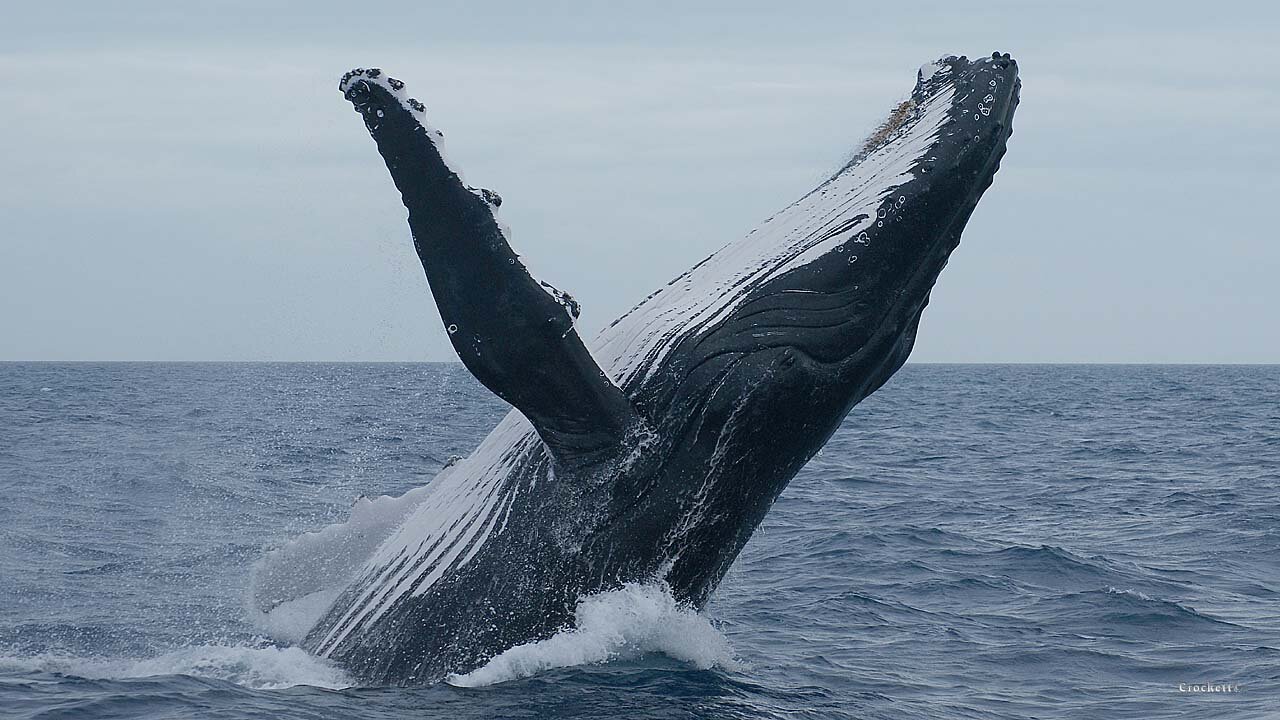 Whales Breeching