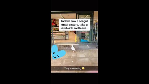 Seagull enters a store & take sandwich