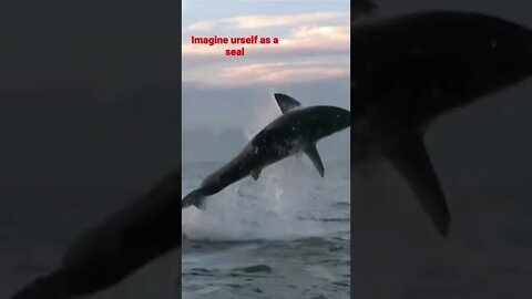 JAWS SOUTH AFRICA -a must watch#animallover#shorts #shark please subscribe for more 🙏🙏👇