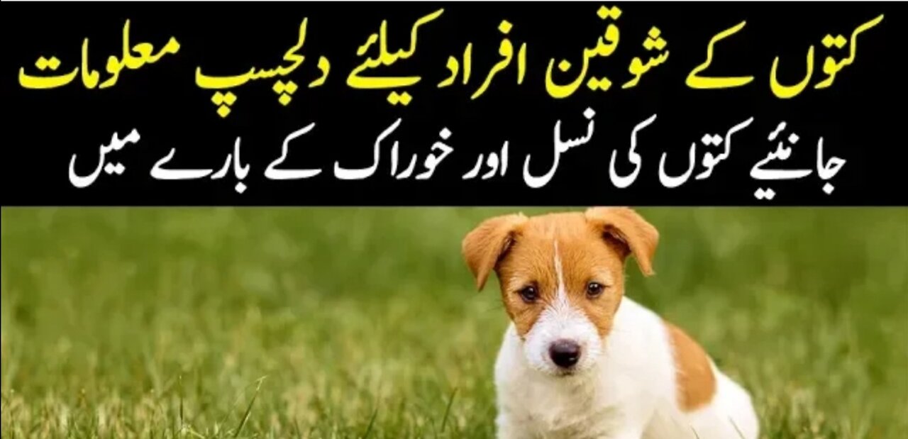 Saddar Dogs Kutta Market Karachi | German Shepherd | Labrador Retriever dogs Pit bull Dogs