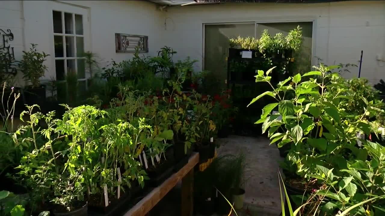 St. Pete business helps make your landscaping Florida friendly