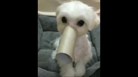 “I’m an elephant now” 😂