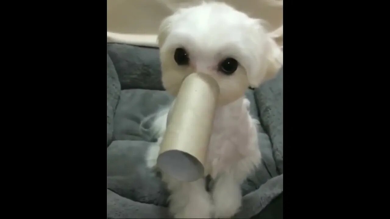 “I’m an elephant now” 😂