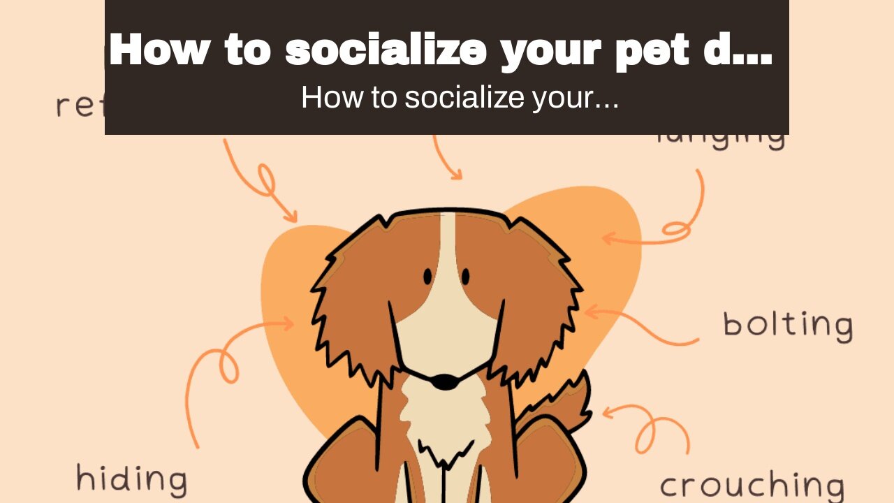 How to socialize your pet dog with reactive behavior