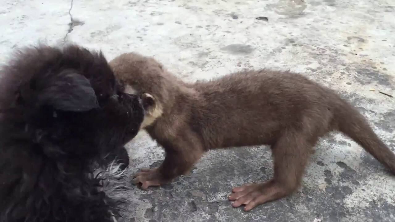 puppy and otter pup want milk