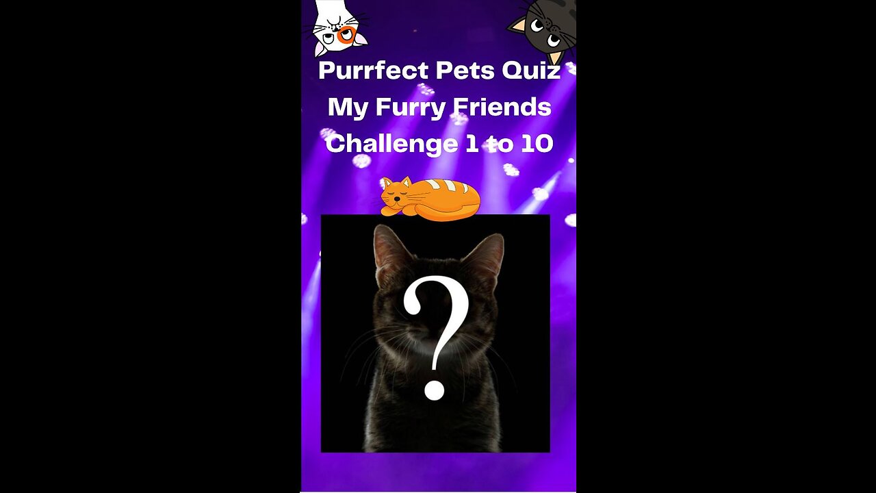 Purrfect Pets Quiz My Furry Friends Challenge 1 to 10