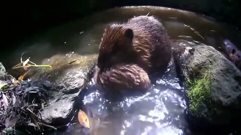 When they are born, Beaver kits are fully furred