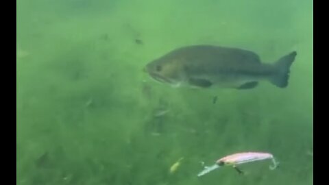 Charlie the Largemouth