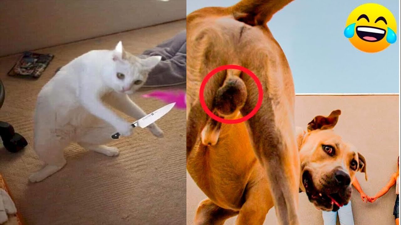 "2023's Top 10 Funniest Cats and Dogs That Will Make You LOL!" 1080p