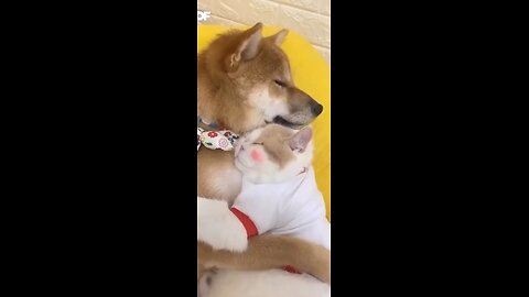 Funny Animals Compilation #9