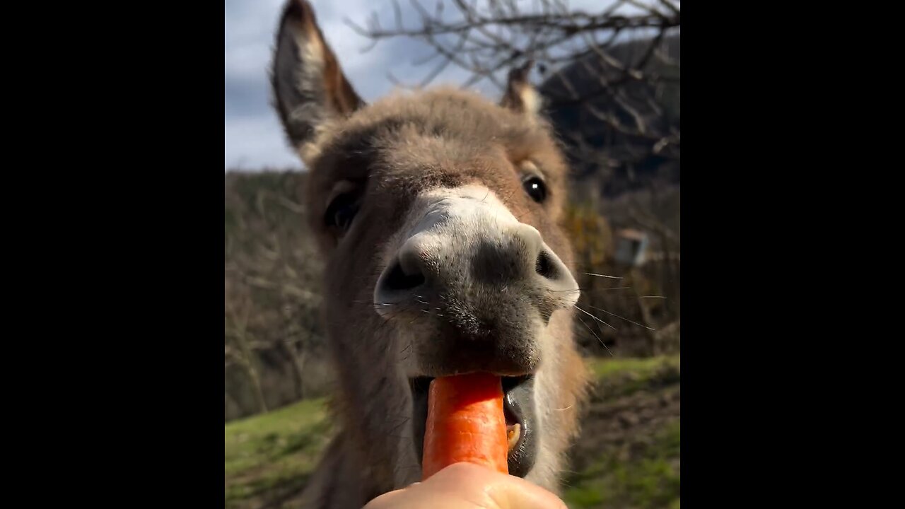 donkey eating carrots🤣🤣
