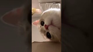 FUNNY CUTE KITTEN - Tiktok Compiled #Shorts