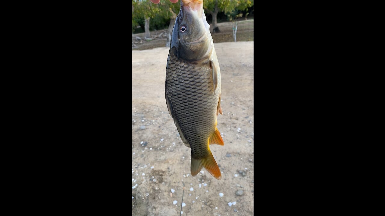 Another carp I caught on a lure