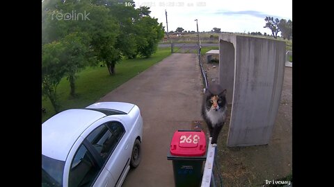 Lippy Jumps on Camera again