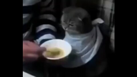 cat😔
