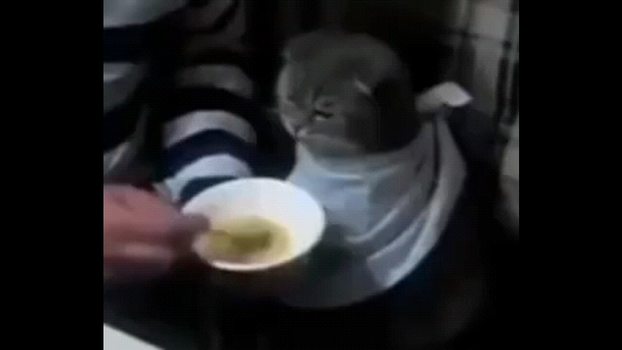 cat😔
