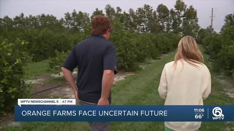 Citrus growers try to stay afloat amid historic drop in production