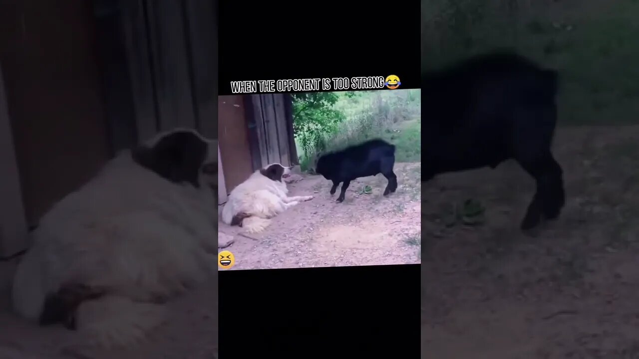 Funny moments don't try to laugh 😂🤣📸(5)