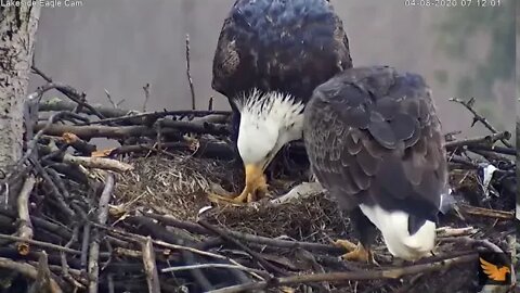 AACS Eagles, Raindrops First Feeding 4/8/20 7:09 am