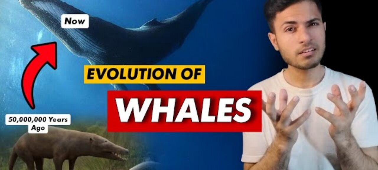 The evolution of whales | 50 million | years ago