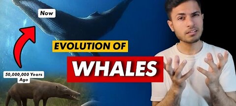 The evolution of whales | 50 million | years ago