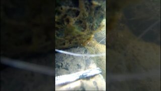 Crayfish on underwater camera