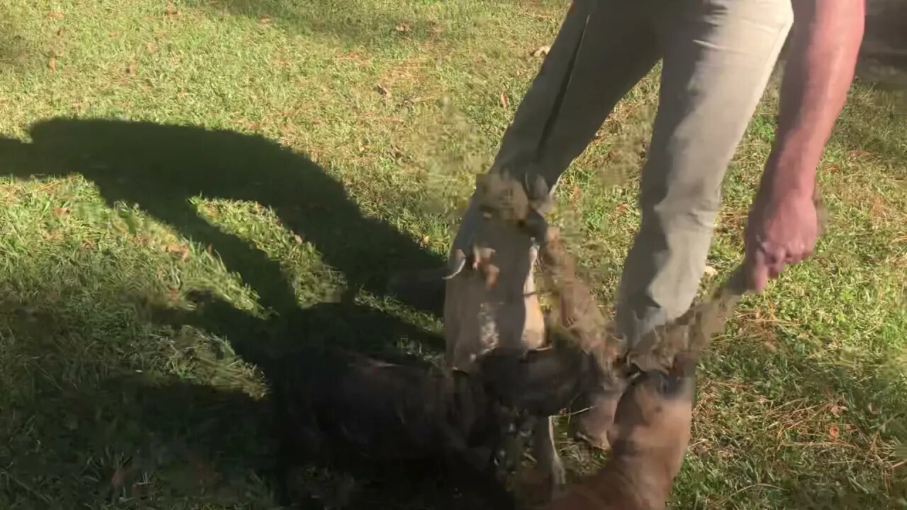 Lucky 7 x Patches females & Scratch x Lady Smith male...all at 11 weeks