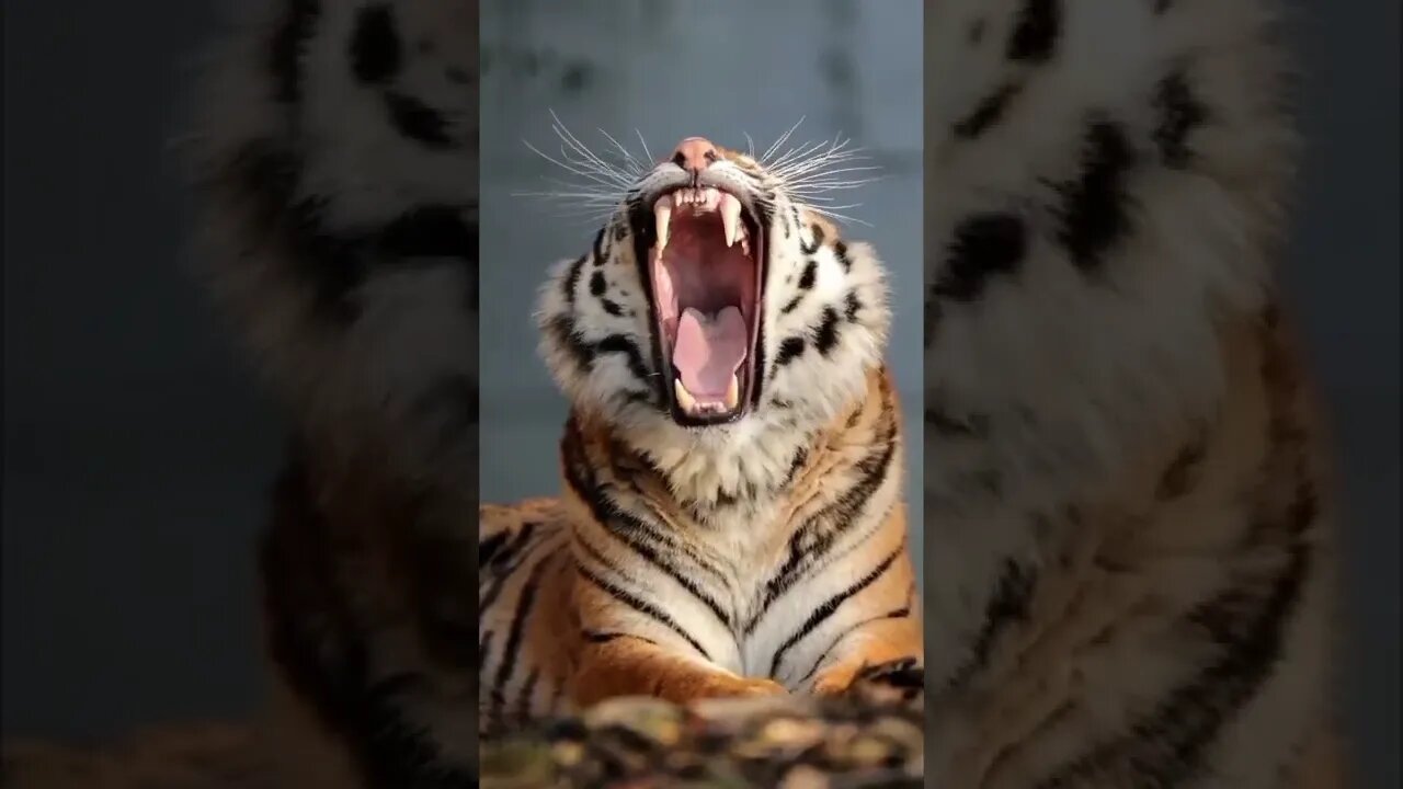 Animals
