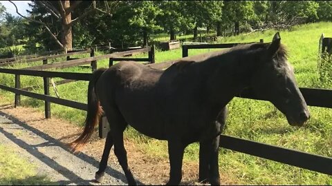 Penelope Pitstop goes for a wander - she's been mighty hard to get weight on